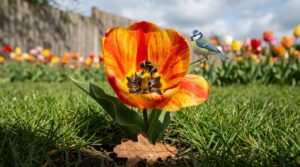 zaai deze bloem in maart om een paradijs voor bijen en vogels te creëren, maar let op één herfstfout die uw hele tuin kan verpesten.