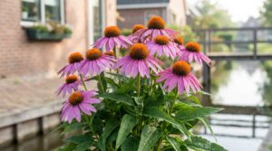 ontdek deze supersterke vaste plant voor maart die jouw saaie tuin omtovert met prachtige kleuren en leven.